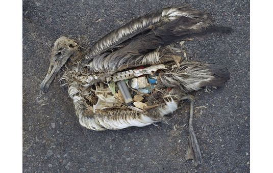 Plastic is all around us. Restrict its use?